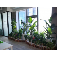 武汉光谷新发展国际中心绿植租摆新风格-组合造景