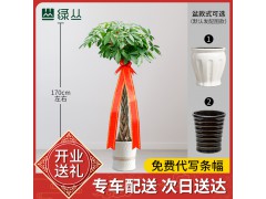 武汉公司绿植租摆价格办公室植物租赁比价图1