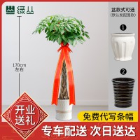 武汉公司绿植租摆价格办公室植物租赁比价